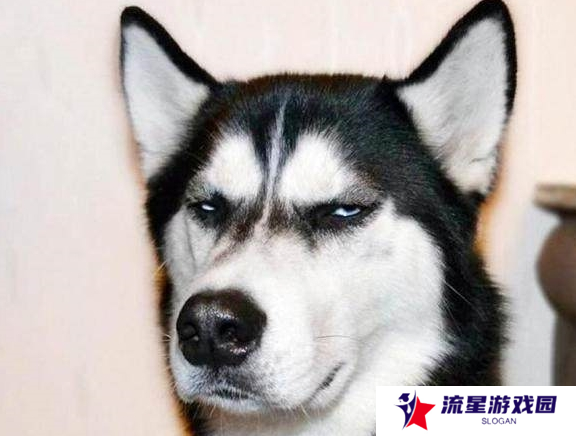 一夜爆火背后 被称为狗子缅北的潘宏乐园