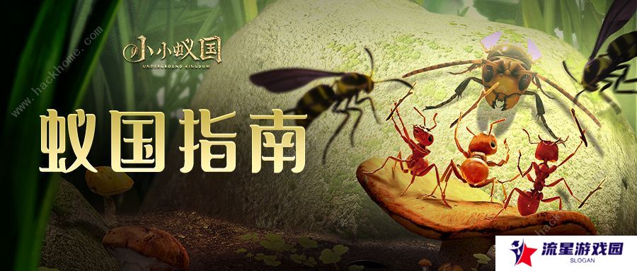 小小蚁国攻略大全 新手少走弯路技巧总汇